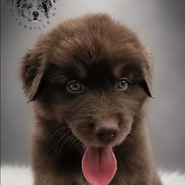 Ferrero - Red tri-color male Australian Shepherd puppy in Fultonville, New York from Sandy Aussies & Pomeranians