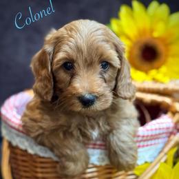 Colonel - Red  male Goldendoodle puppy in Crockett, Texas from Kingdom Kennels