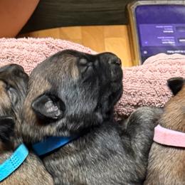 Zazu - Sable male Working Dog Cross puppy in Sheridan, Arkansas from Dark Sky Kennels