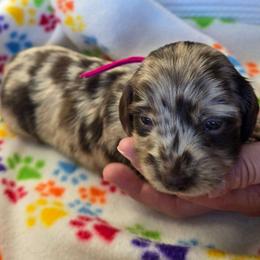Toffee - Dapple female Dachshund puppy in Tucson, Arizona from Joplin's Hippo House