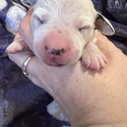 Shiver - White and black female Dalmatian puppy in Travelers Rest, South Carolina from Cotton Top