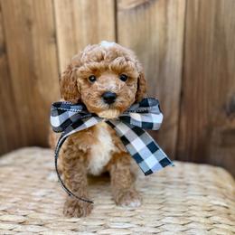 Firethorn - Apricot male Poodle puppy in Salem, Oregon from Lavish Poodles