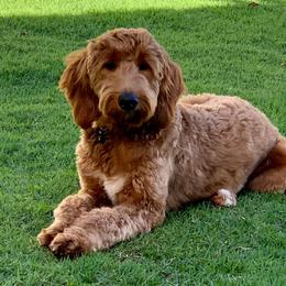 Meli - Goldendoodle