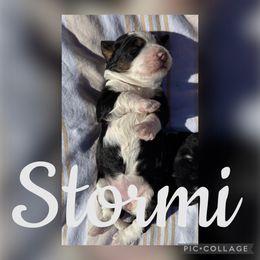 Stormi - female Australian Mountain Doodle puppy in Chattanooga, Tennessee from Scenic City Doodles