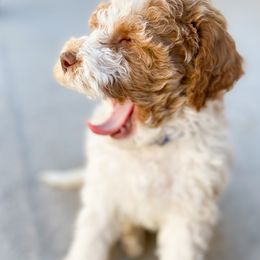 Goldendoodle Puppies from Mumzee Doodles