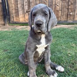 Victoria - Blue female Great Dane puppy in Granbury, Texas from Anderson Blau’s Great Danes