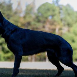 German Shepherds from Kevin Baars