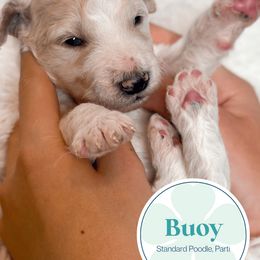 Poodle Puppies from Woofadoodles