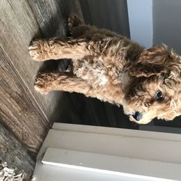 Goldendoodle Puppies from Mumzee Doodles