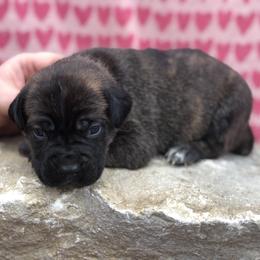 Pink Collar Girl - Cane Corso puppy in Jeffersonville, Kentucky from K9 Guardian Cane Corso