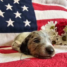 Chickadee - Piebald female Dachshund puppy in Herald, California from Bluegum Dachshunds