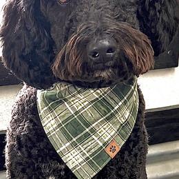 Otis - Goldendoodle