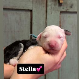 Stella - Gray and white female Old English Sheepdog puppy in Bristol, Indiana from Ridgeruns OES