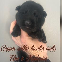 Copper collar - Bi-color male German Shepherd puppy in Canterbury, Connecticut from Nachtwaechter German Shepherds, LLC