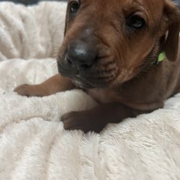 Rhodesian Ridgeback Puppies from blueridgebacks