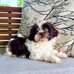 Hamlet - Liver and white male Shih Tzu puppy in Stroud, Oklahoma from Laik’s Little Shihtz & Poms