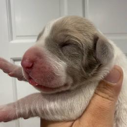 Guinness - Fawn male Great Dane puppy in Florida from Beachside Kennels