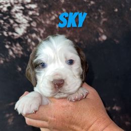 Sky - Liver and white female English Springer Spaniel puppy in Williston, Florida from Parks Paradise Springers