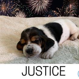 Basset Hound Puppies from Liberty Bassets