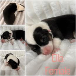 Ella - Black and tan female American Corgi puppy in Hico, Texas from Chisholm Trail Kennels