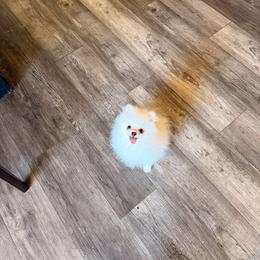 Gauge - White male Pomeranian puppy in Pollock Pines, California from Glitzypoms