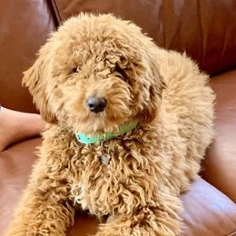 Lucy - Poodle
