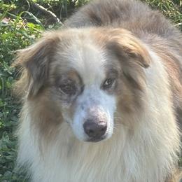 Australian Shepherds, Dachshunds, and Jack Russell Terriers from Tuff Country Farm