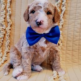 Bernedoodle Puppies from McKenzie Payne