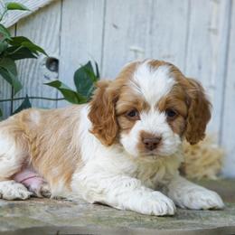 Cider - Red and white male Cockapoo puppy in Seattle, Washington from Sweet Home Doodles