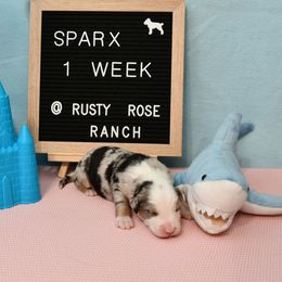 Miniature American Shepherd and Miniature Australian Shepherd Puppies from Rusty Rose Mini Aussies and Mini American Shepherds