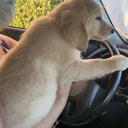 Golden Retriever Puppies from Nutmeg's Golden Puppy Dog