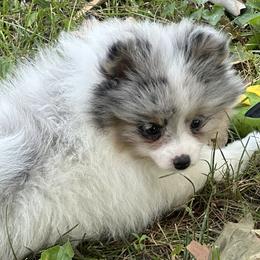 Pomeranians from Tiny Paw Pomeranians