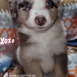 Girl - Red merle female Miniature Australian Shepherd puppy in Conneaut, Ohio from J&K Mini Aussies and Golden Retrievers