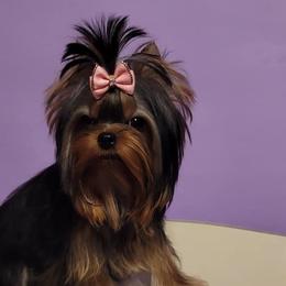 Yorkshire Terriers from Made in Heaven Yorkshire Terrier Las Vegas