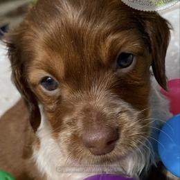 Meika - Dapple female Dachshund puppy in Lake Mary, Florida from Lakeside Doxies