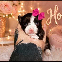 Honey - Liver female Yorkshire Terrier puppy in Warren, Michigan from Danielle's Yorkie Babies