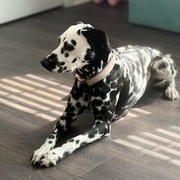 Macey - Dalmatian