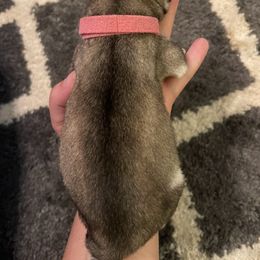 Siberian Husky Puppies from Alexandra's Siberian Huskies