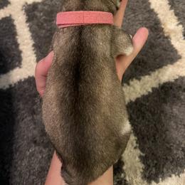 Siberian Husky Puppies from Alexandra's Siberian Huskies