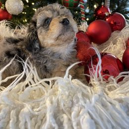 Bernedoodle and Havapoo Puppies from Precious Paws and Purrs