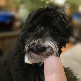 Regis - Black male Australian Labradoodle puppy in Billings, Montana from Doodle Around