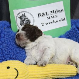 Lagotto Romagnolo Puppies from Royal and Loyal Lagotto Romagnolo