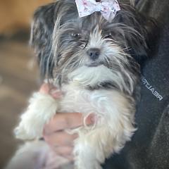 Shorkie, Yorkipoo, and Yorkshire Terrier Puppies from Little Rascal Ranch