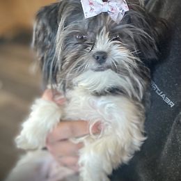 Shorkie, Yorkipoo, and Yorkshire Terrier Puppies from Little Rascal Ranch