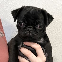 Diesel (Vin Diesel) - Pug puppy in Oregon from Hailey's Pugs