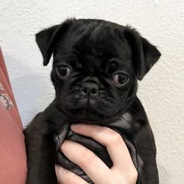 Diesel (Vin Diesel) - Pug puppy in Oregon from Hailey's Pugs