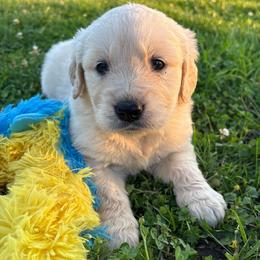 Barbie.  Daisy - Light golden female Golden Retriever puppy in Grant County, Indiana from On The Sunny Side Pavey Farms