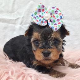 Tillie - Blue and gold female Yorkshire Terrier puppy in Monticello, Iowa from Ashley’s Puppies