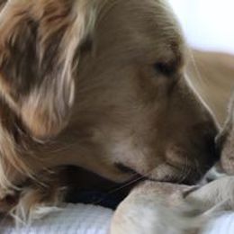 Golden Retriever Puppies from Golden Hour Golden Retrievers