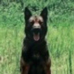 Belgian Malinois and Rottweilers from Veteran Nation K9s